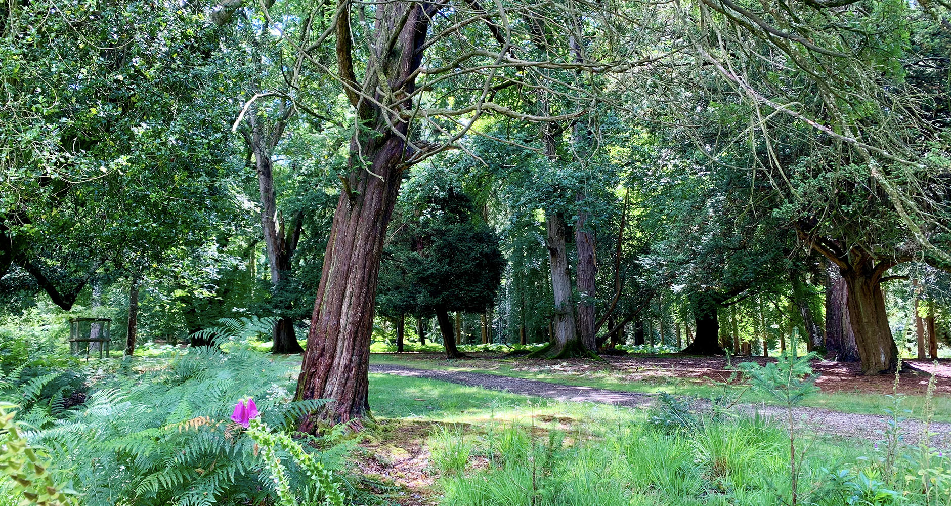 Walking around Bolderwood Deer Sanctuary on a sunny day