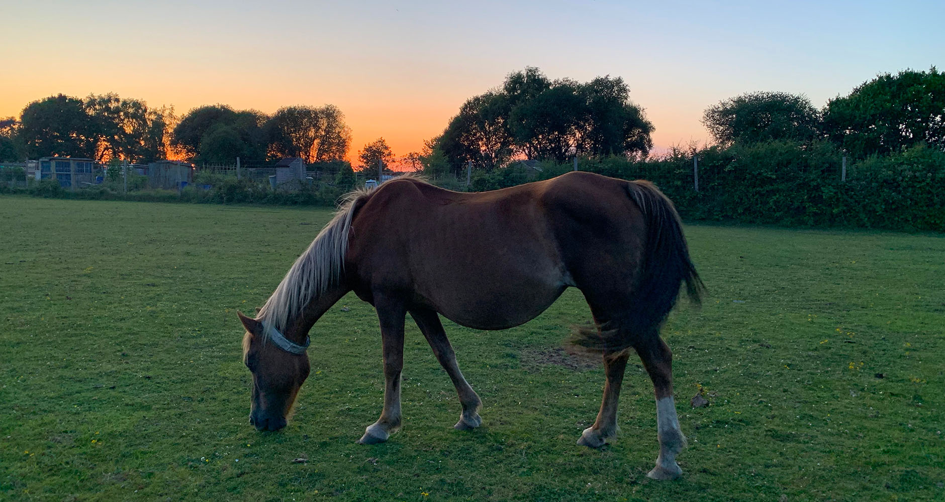 One of the many New Forest horses spotted in Brockenhurst