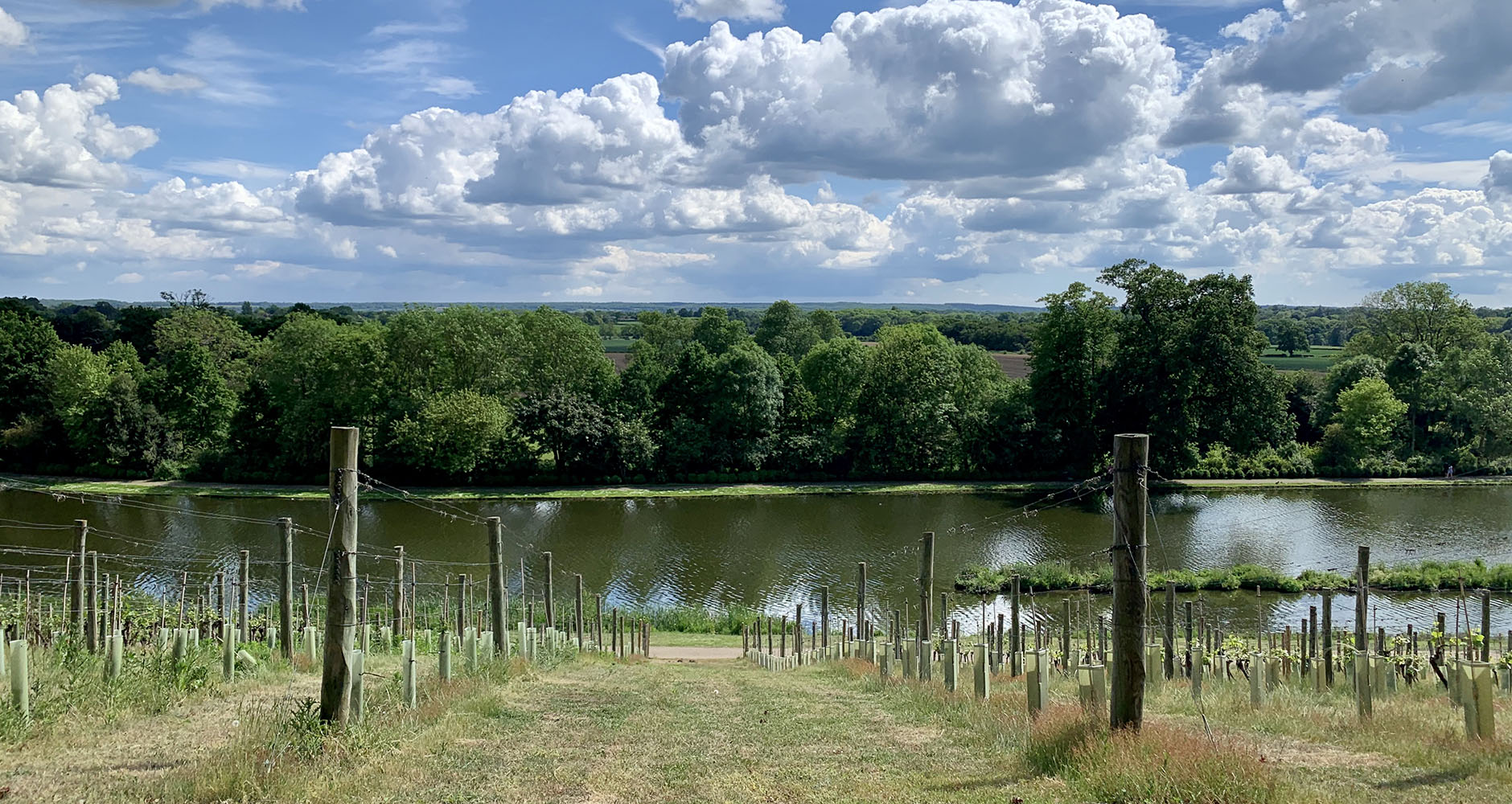The vineyard at Painshill Park, Cobham