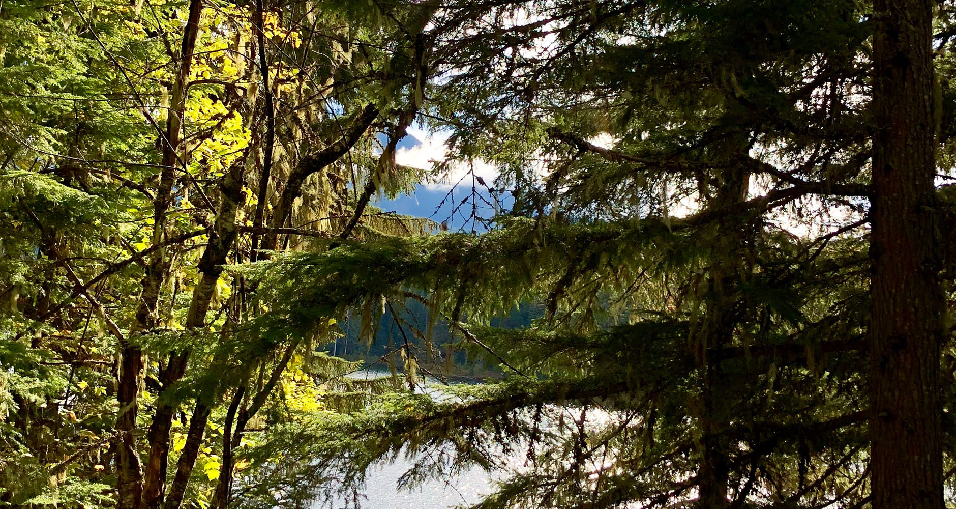 Lost Lake behind the trees in Whistler, Canada